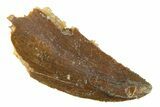 Serrated, Raptor Tooth - Real Dinosaur Tooth #285173-1